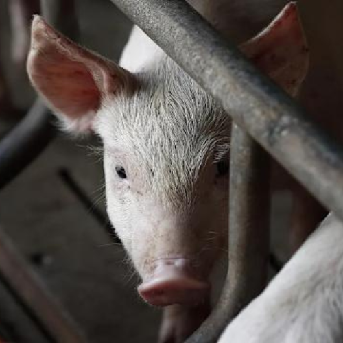 台中爆非洲豬瘟