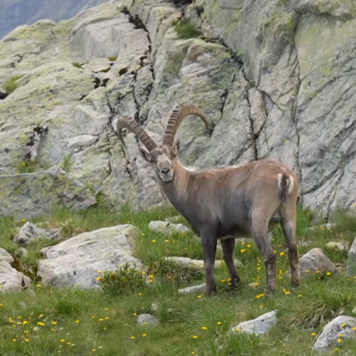 【白朗湖畔｜與山神擦身而過】在靜謐的白朗湖畔，阿爾卑斯羱羊悄然現身。距離近得不可思議，巨大彎角與從容姿態，彷彿大自然親手安排的一場神級相遇。